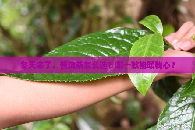 普洱茶冬季喝哪一款比较好