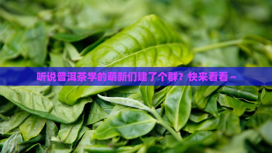 普洱茶学专业新生群