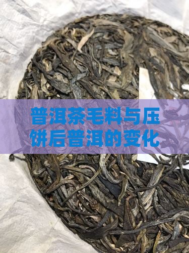 普洱茶毛料和压饼后的变化