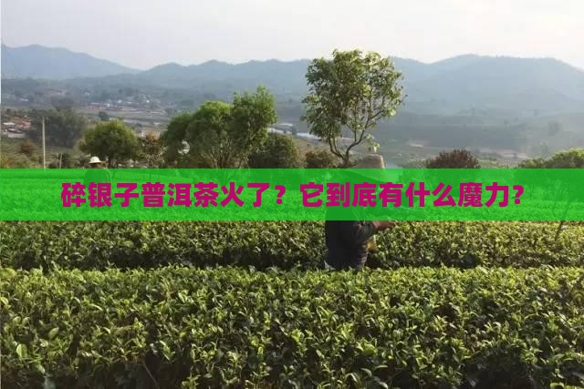 碎银子普洱茶新宠