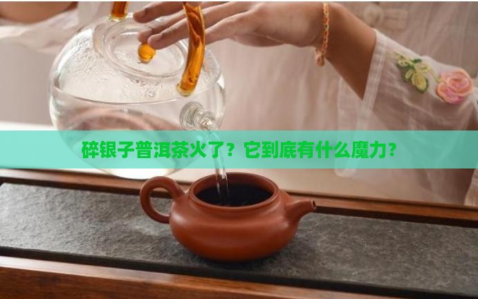 碎银子普洱茶新宠