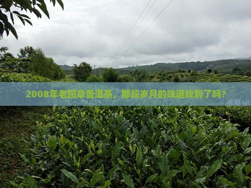 二零零八年老班章普洱茶
