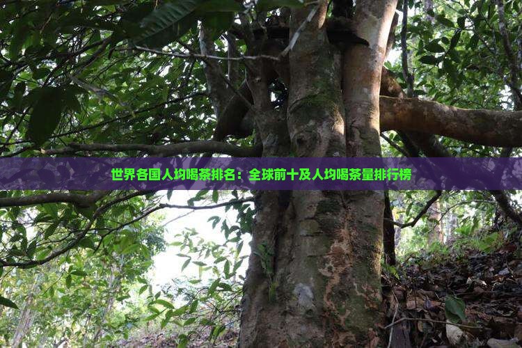 世界各国人均喝茶排名