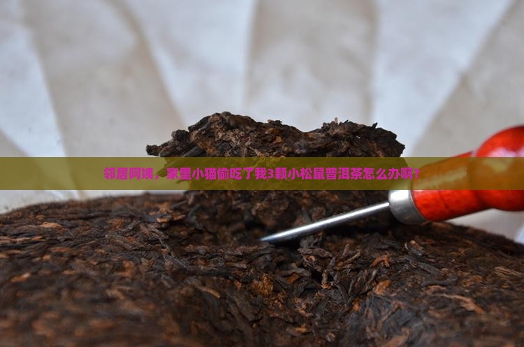 主人吃小松鼠普洱茶好吗 主人吃小松鼠普洱茶好吗