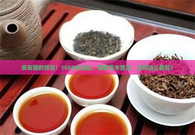 云南明前高山乔木普洱茶