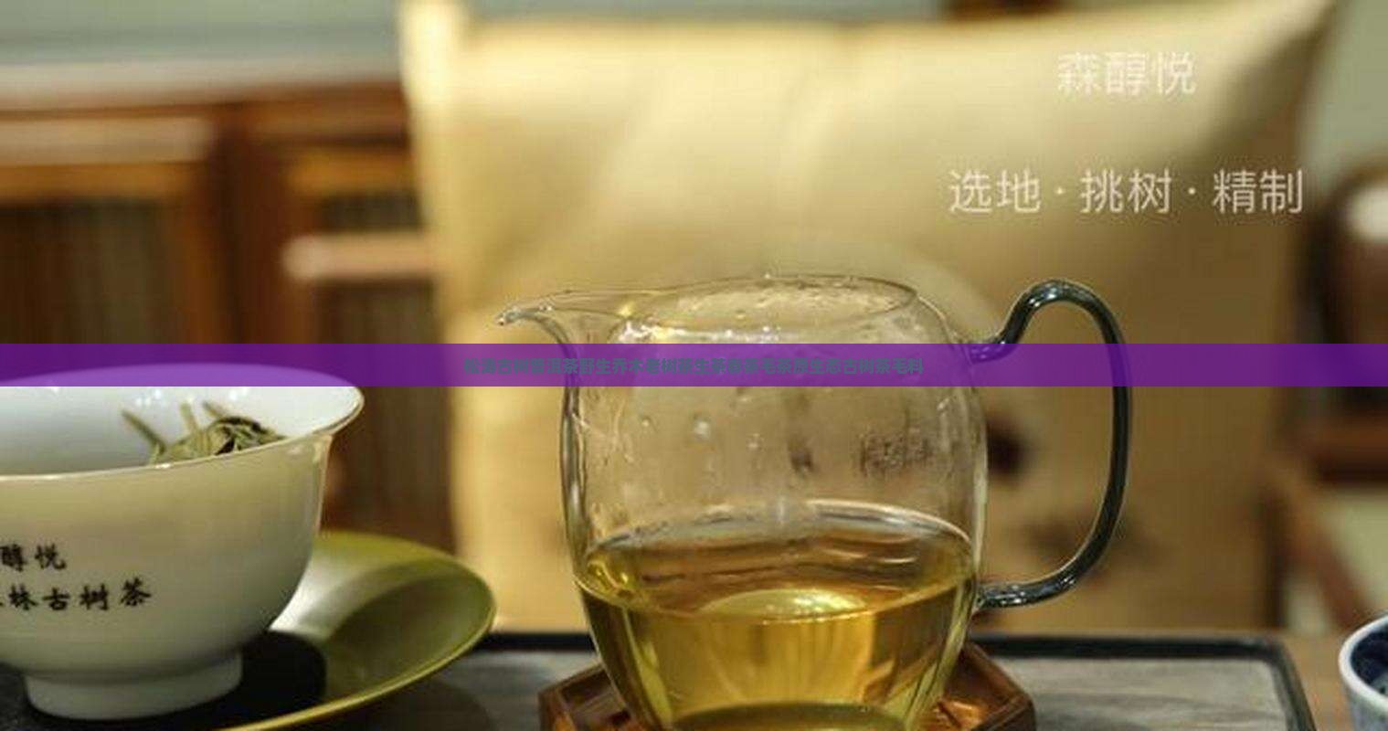 松涛古树普洱茶