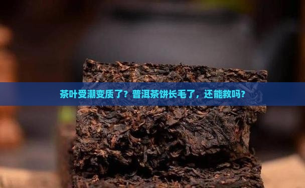 茶叶受潮怎么办普洱茶饼发霉了