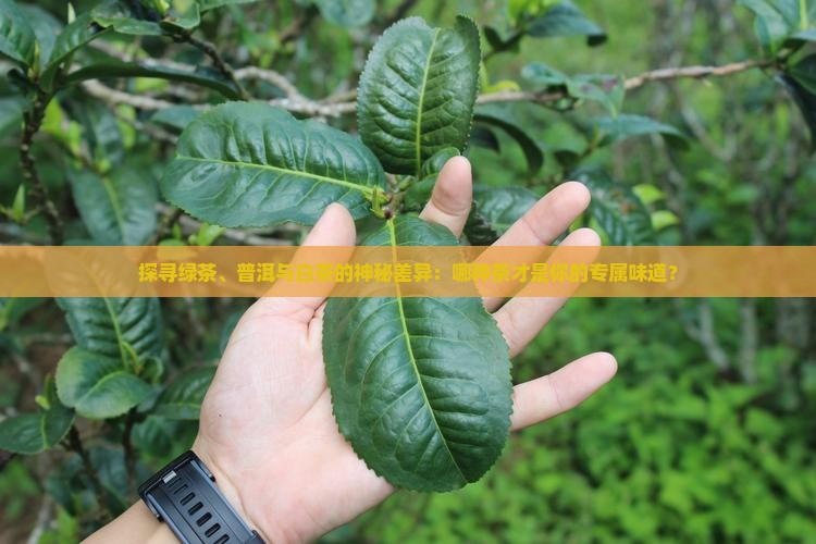 绿茶和普洱茶白茶区别