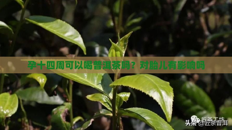 孕十四周可以喝普洱茶吗