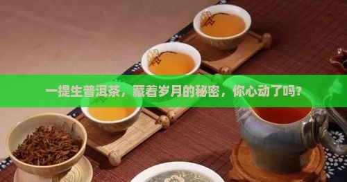 生普洱茶整提装