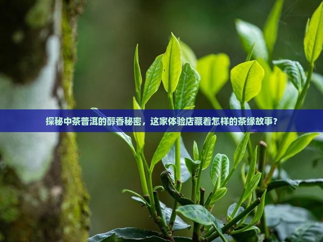 中茶普洱茶缘度体验店