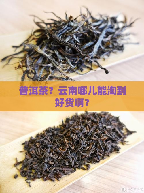 普洱茶云南哪里买