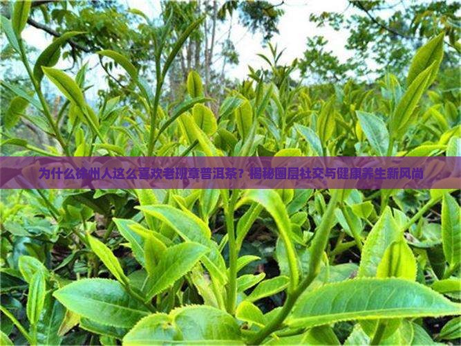徐州老班章普洱茶