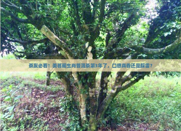 美茗阁生肖普洱茶