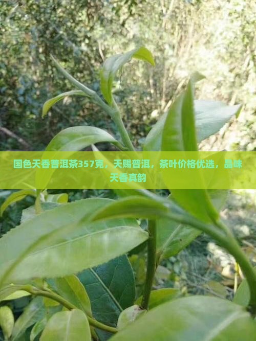 国色天香普洱茶357克