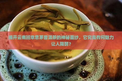 云南班章思茅地区普洱茶