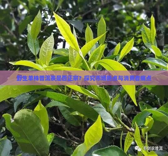 野生单株是普洱茶吗