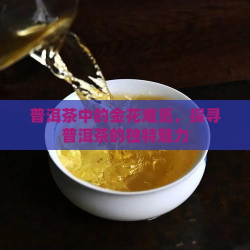 普洱茶金花难觅吗