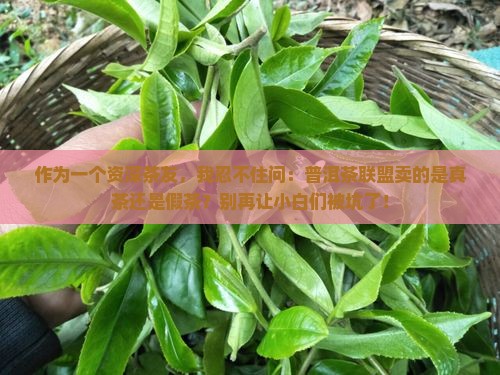 普洱茶联盟是真茶吗还是假茶