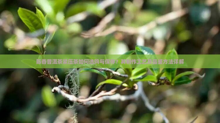 陈香普洱茶紧压茶