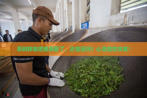 茶叶树移栽根断可以活吗