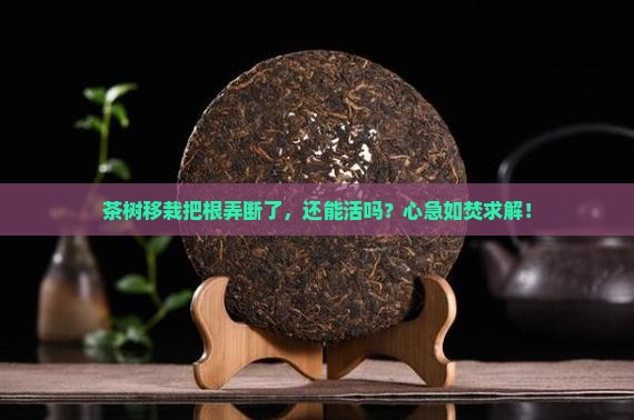 茶叶树移栽根断可以活吗