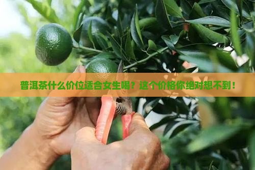 普洱茶多少钱一斤合适女人喝