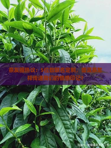 普洱茶联名定制