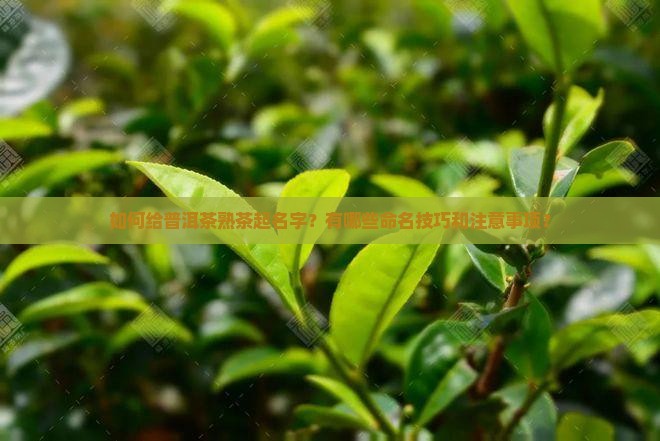 普洱茶熟茶怎么起名字