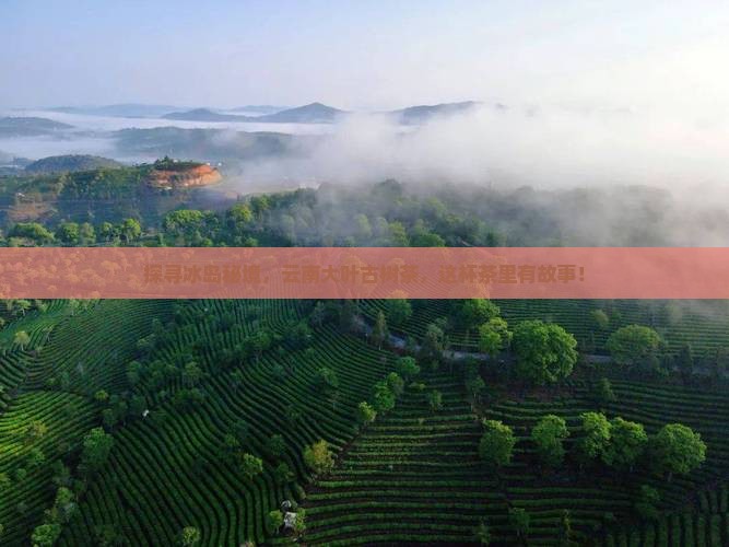冰岛生茶云南大叶种古树茶