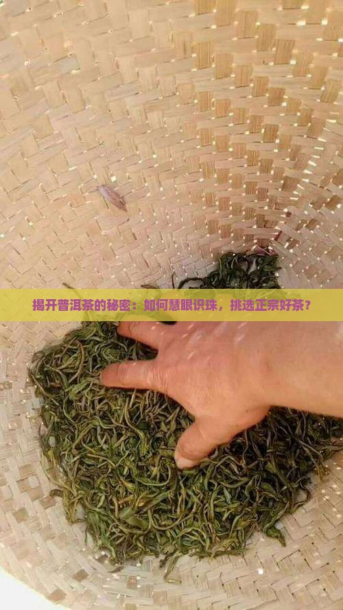 如何挑选正规普洱茶
