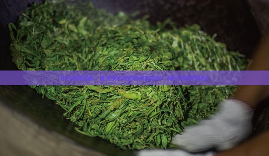 普洱茶真的含有黄曲霉吗