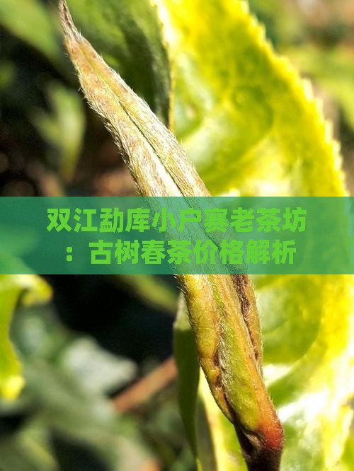 双江勐库小户赛老茶坊