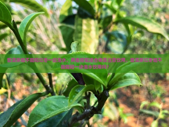普洱茶能不能和红枣一块泡