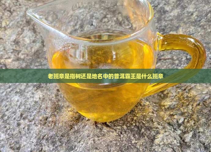 老班章是指树还是地名