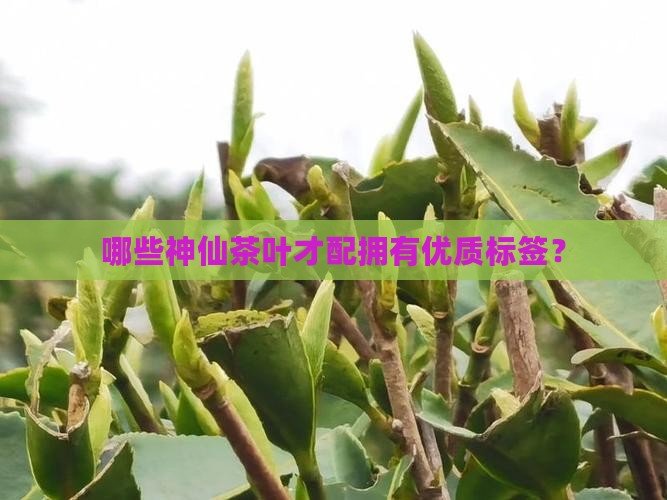 以下属于优质茶叶品质的特征是