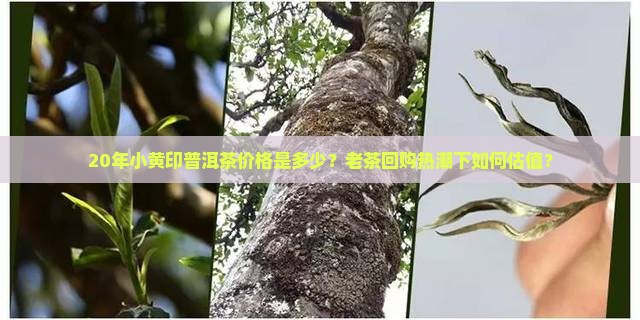 20年小黄印普洱茶价格