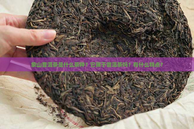 象山普洱茶是什么茶种