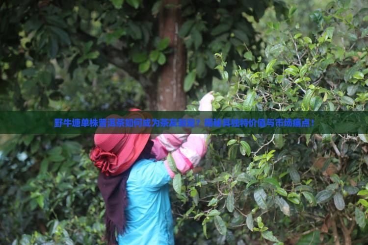 野牛塘单株普洱茶