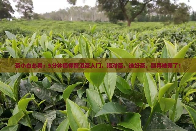 普洱茶的基本信息审核