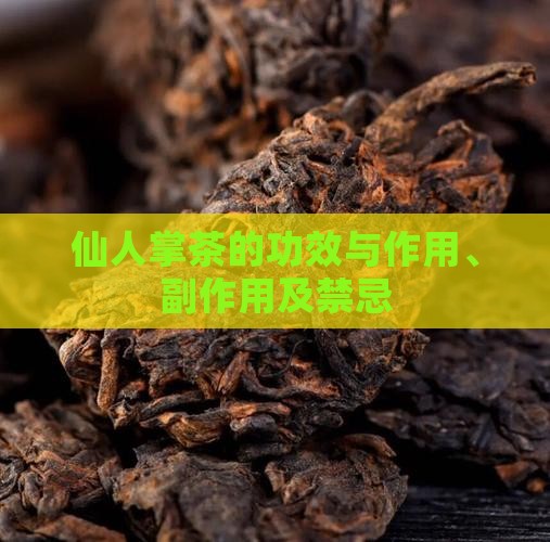 仙人掌茶的功效与作用