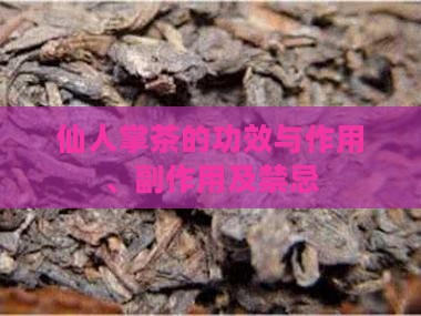 仙人掌茶的功效与作用