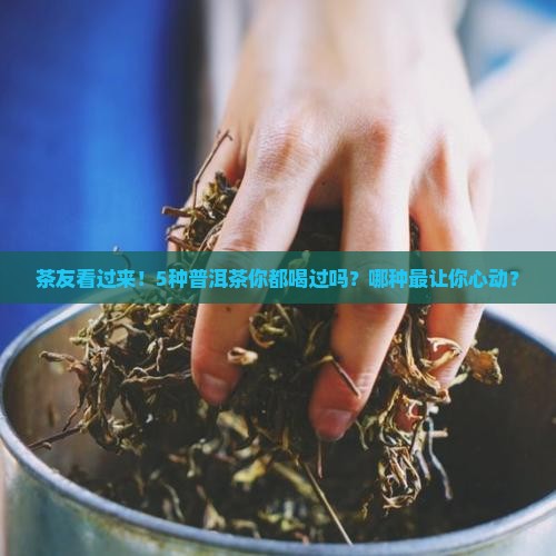 普洱茶品种哪些