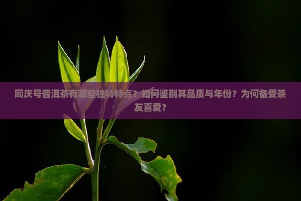 同庆号普洱茶的特点