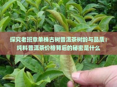 老班章单株是什么意思
