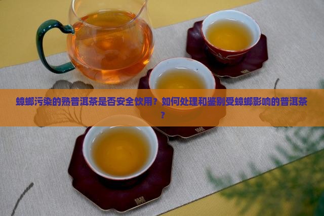 有蟑螂的熟普洱茶能喝吗