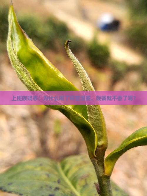 喝普洱茶后不想吃饭