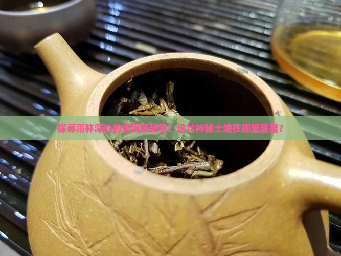雨林普洱茶地方在哪里