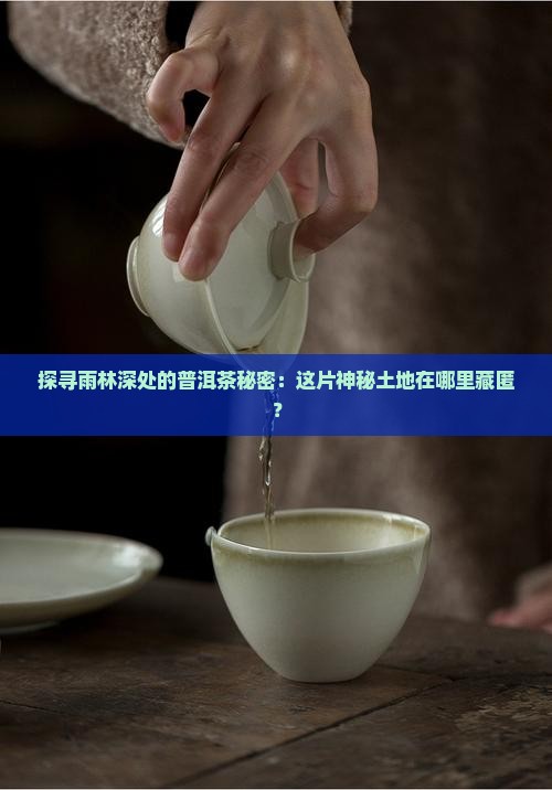 雨林普洱茶地方在哪里