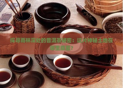 雨林普洱茶地方在哪里